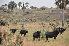 uganda5084