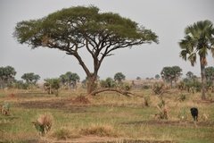 uganda5087