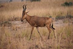 uganda5088