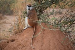 uganda5089