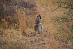 uganda5091