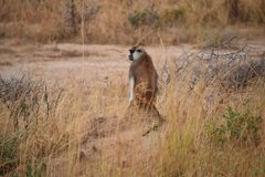 uganda5092