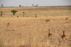 uganda5107