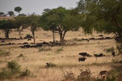 uganda5116