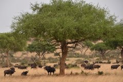 uganda5122