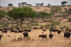 uganda5124