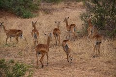 uganda5126