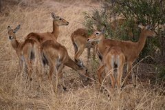 uganda5129