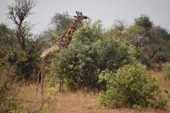 uganda5141