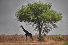 uganda5143