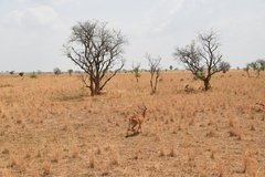 uganda5145