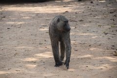 uganda5152