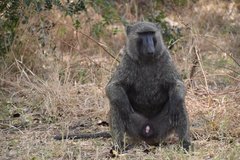 uganda5154