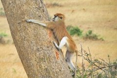 uganda5277