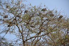 uganda6022
