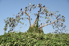 uganda6091