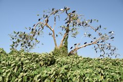 uganda6106