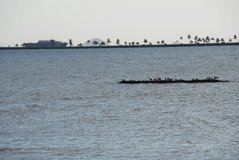 panama1099