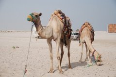 qatar1116
