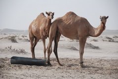 qatar1117