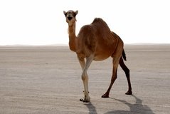 qatar1119