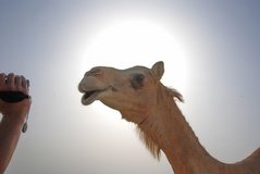 qatar1120
