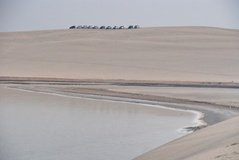 qatar1137