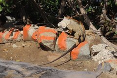sint-maarten1084