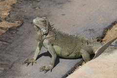 sint-maarten1085