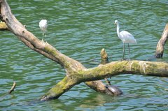 sri-lanka1101