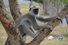sri-lanka2205