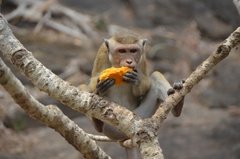 sri-lanka2661