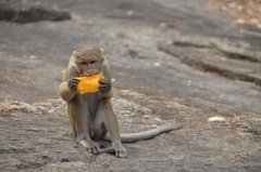 sri-lanka2662
