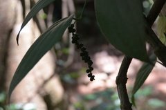 sri-lanka2907