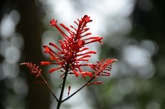 sri-lanka2919