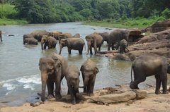 sri-lanka4007