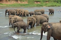 sri-lanka4008