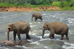 sri-lanka4013