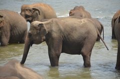 sri-lanka4024