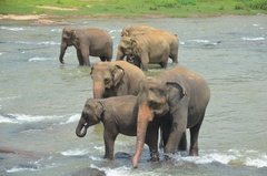 sri-lanka4026