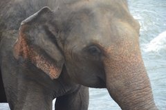 sri-lanka4034