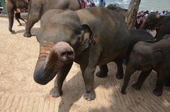 sri-lanka4038