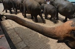 sri-lanka4039
