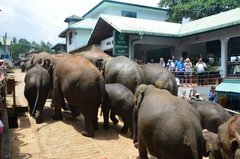 sri-lanka4041