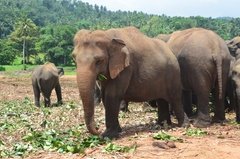 sri-lanka4045