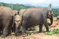sri-lanka4046