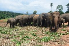 sri-lanka4047