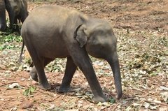 sri-lanka4049