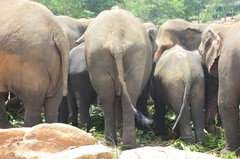 sri-lanka4051