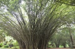 sri-lanka4101